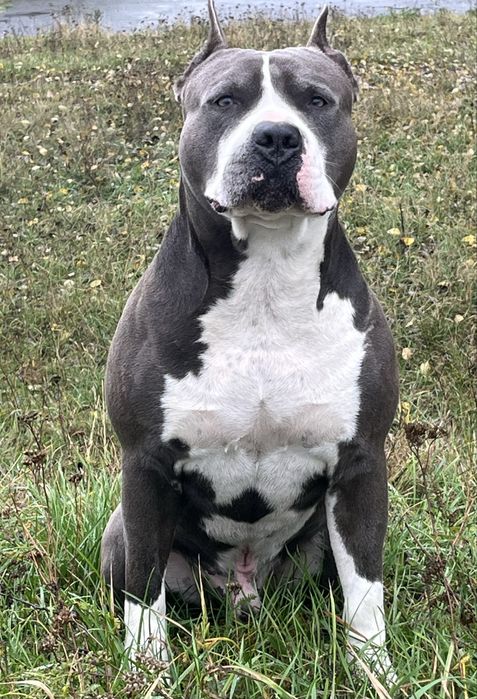 КОБЕЛЬ ДЛЯ ВЯЗКИ! Американский Стафордширский Терьер голубого окраса