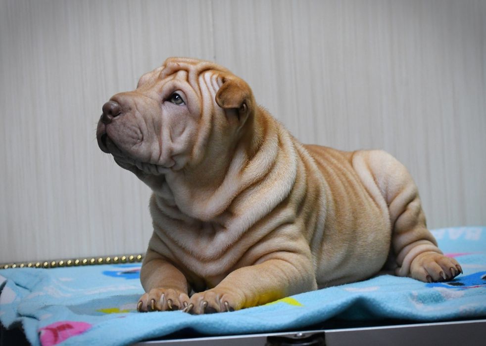 Шарпей дівчинка шукає нову родину