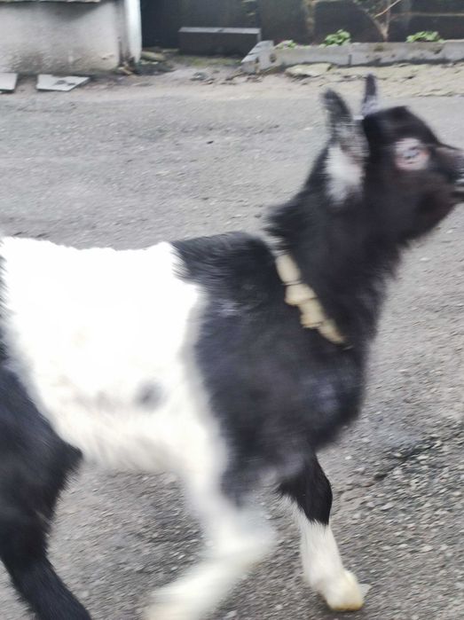 Продам або обміняю на козлика, 1,5 безрогу козочку