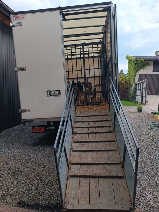 Transport przeprowadzki transport zwierząt