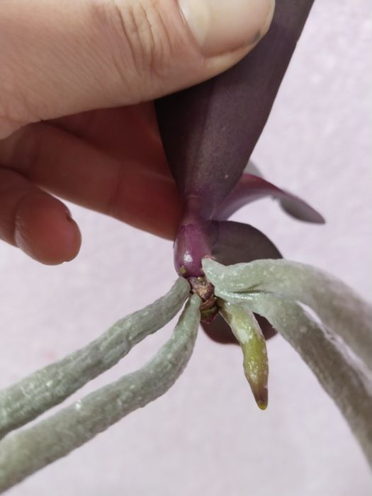 Продам діток орхідеї