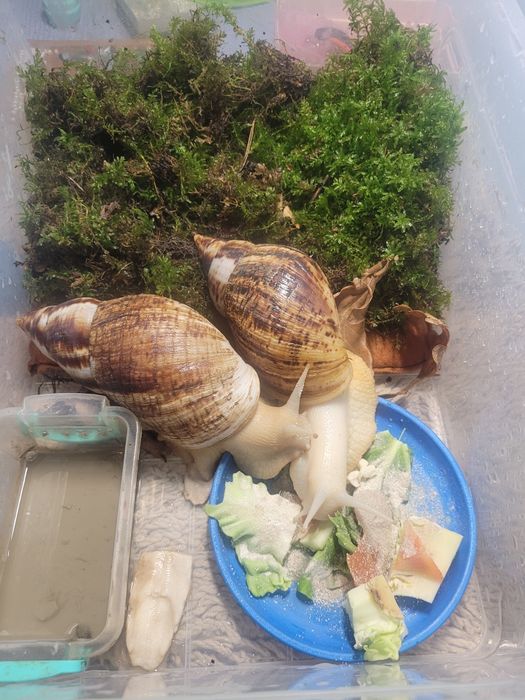 Ахатини малюки равлики Ahatina Reticulated Albino snail