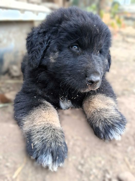 Cão Serra da Estrela LOP