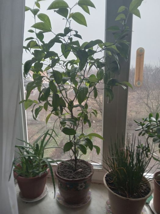 Лімонник не привитий.