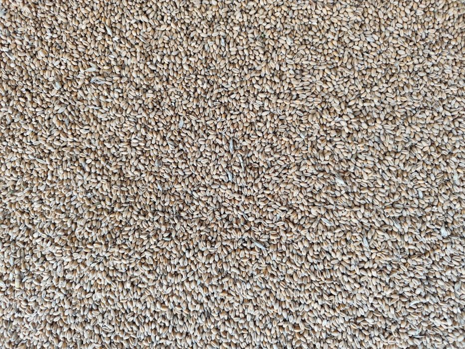 Pszenica po centrali euforia polecam