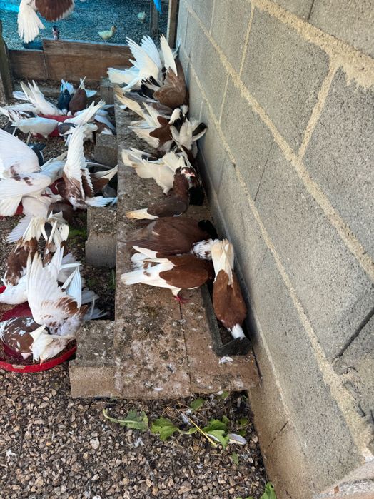 Vendo Pombos raça capuchinho e outros