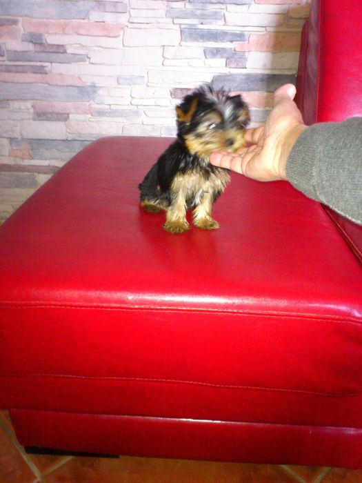Yorkshire terrier Miniatura