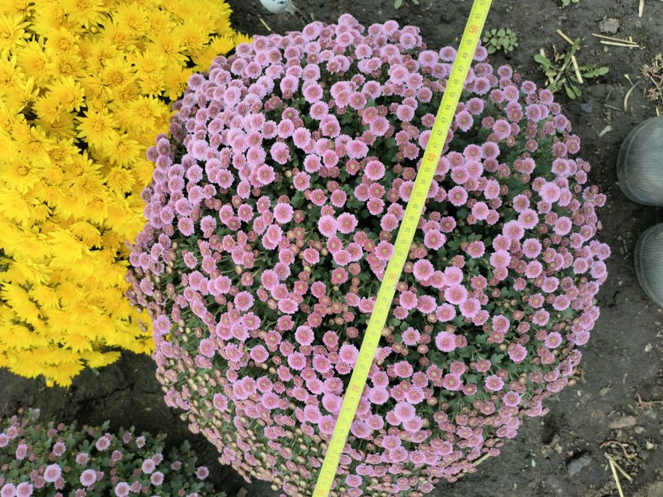Хризантема шаровидна(мультифлора)