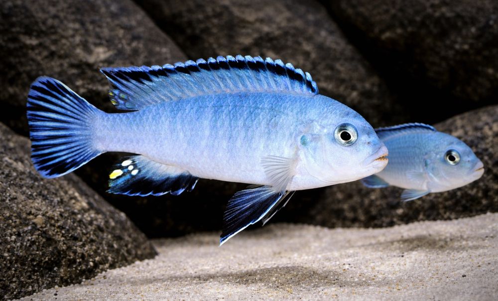 Pyszczaki Malawi Pseudotropheus Socolofi Pyszczak Niebieski