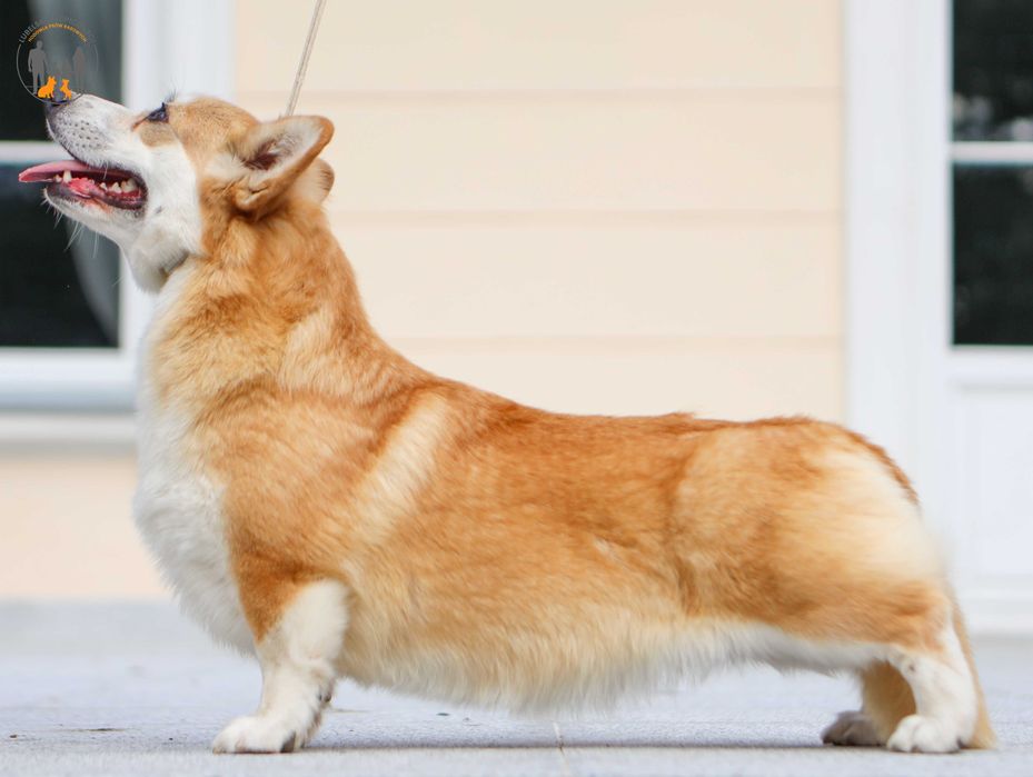 Welsh Corgi Pembroke ZKwP FCI piesek po Championie