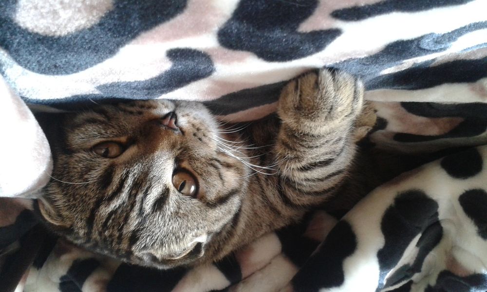 Кіт шукає наречену Шотландець