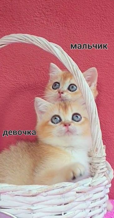 Лапусики Девочка и Мальчик золотая шиншилла ny11