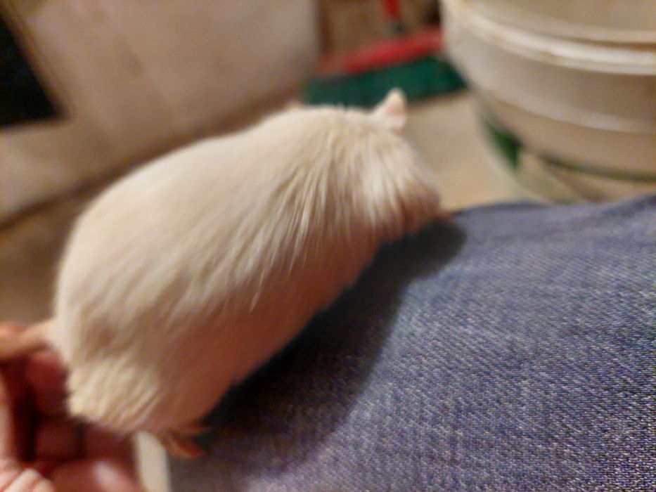 Чарівні мишки Піщанки,