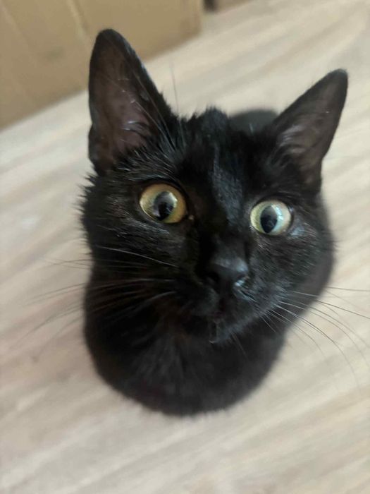 Kotka do oddania za darmo