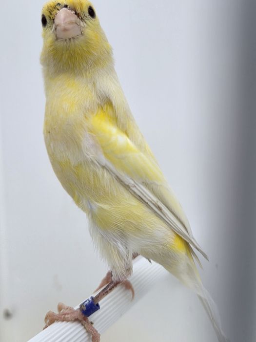 Kanarek,samice,2025r,kanarki,miniatura hiszpańska