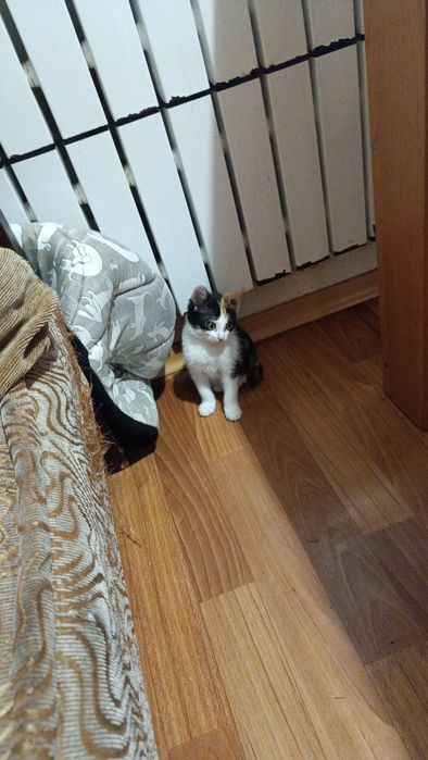 Отдадим кошечку в добрые руки