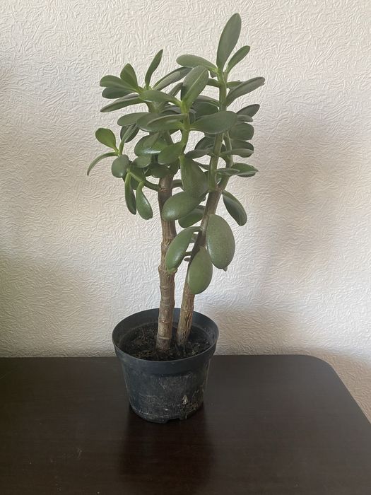 Денежное дерево крассула. ДВА по цене одного 30см  от горшка