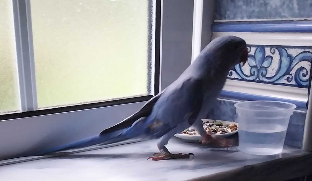Ring neck lindo, 4 mutações, 2 meses.