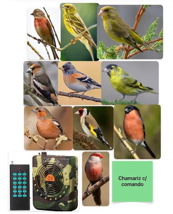 Chamariz ultrasonico com comando, 100 sons