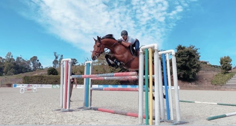 Cavalo castrado a saltar 1.30m