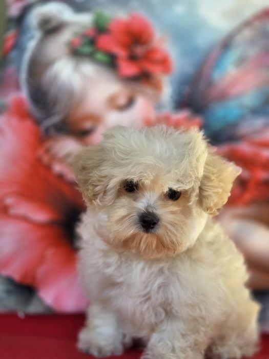 Maltipoo z certyfikatem, badania genetyczne, paszport
