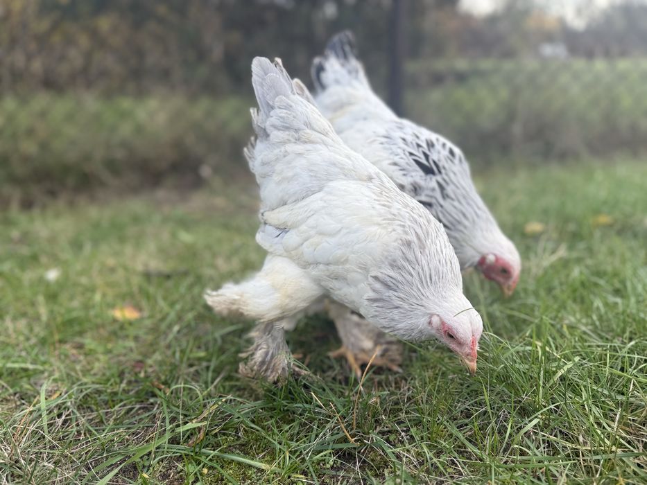Brahma miniaturowa gronostajowa czarna niebieska