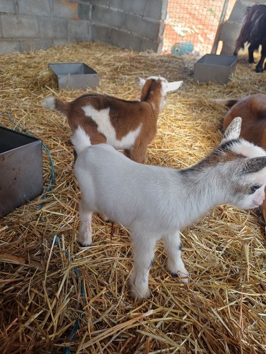 Cabritos "Micro-anões" Legítimos