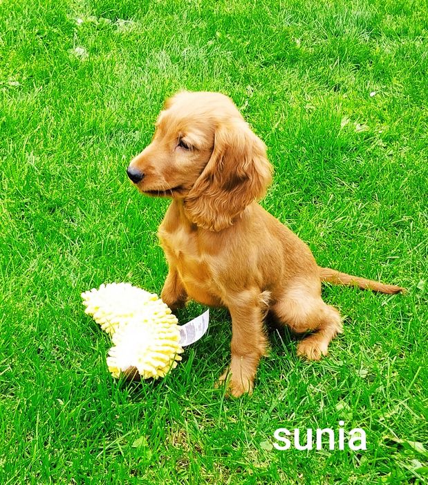 Cocker spaniel angielski