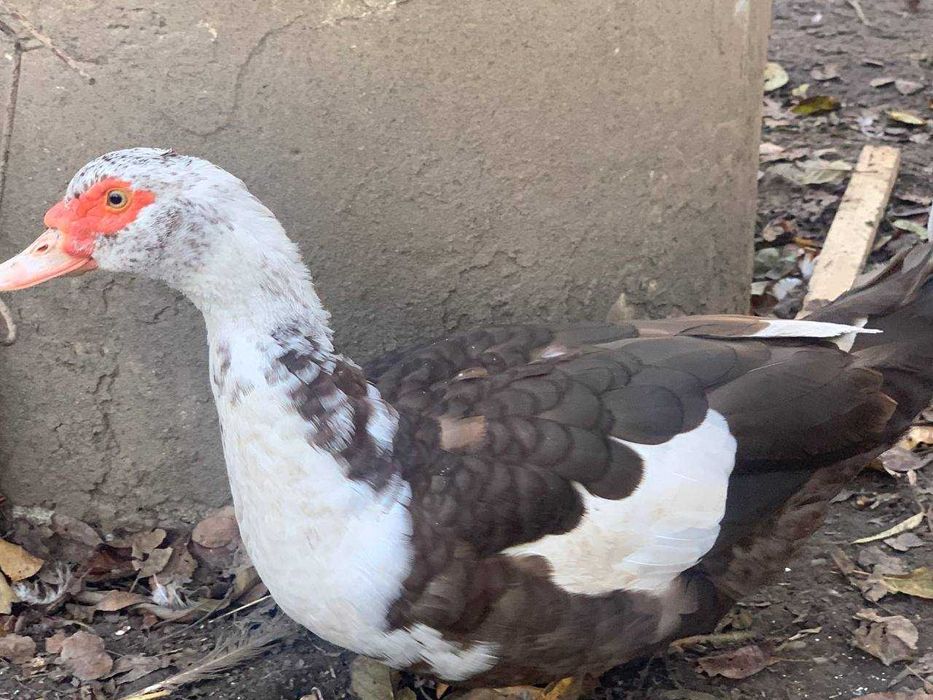 Продаються качки шипуни