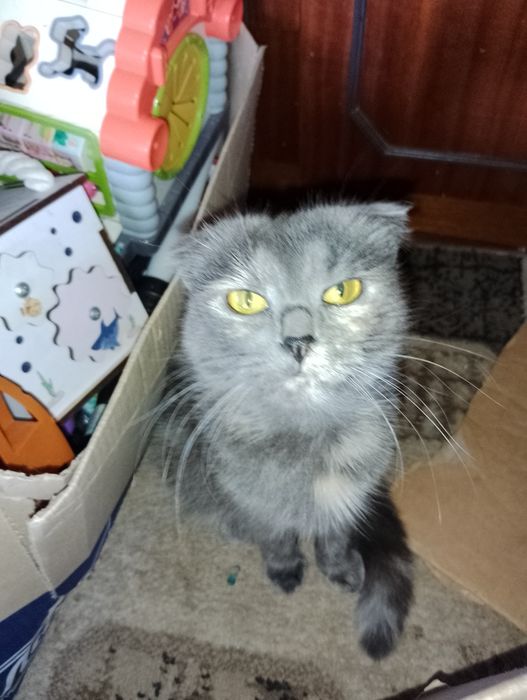 Віддам кицю в добрі руки