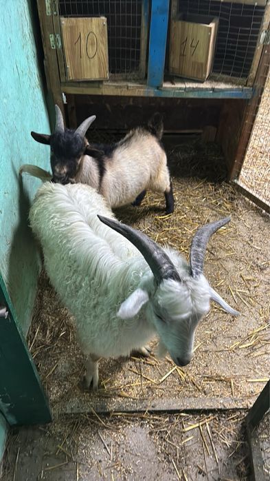Продам двох козликів