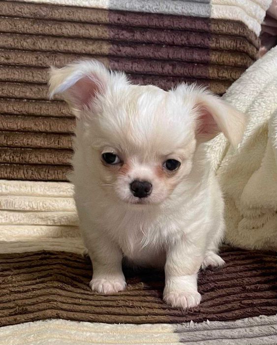 Замечательный мальчишка чишка