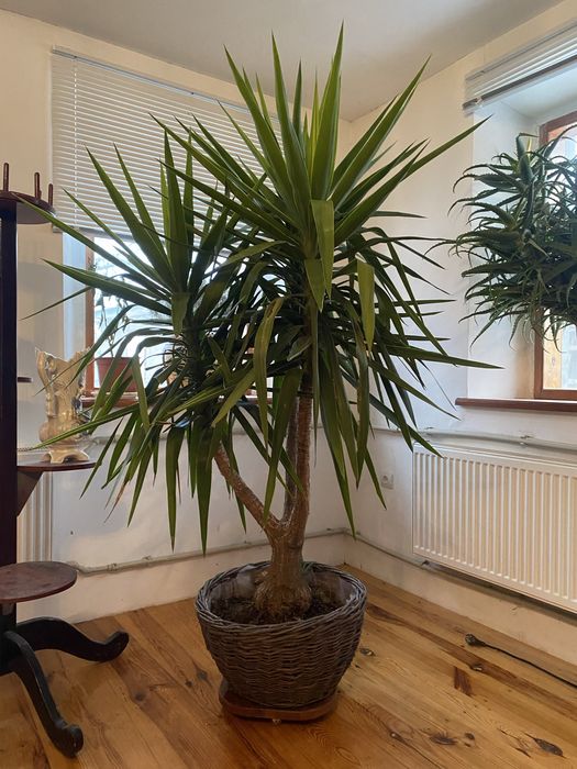 Кімнатна юкка 2м