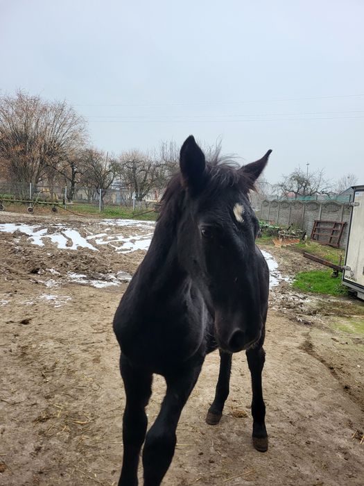 Sprzedam ogierka śląskiego