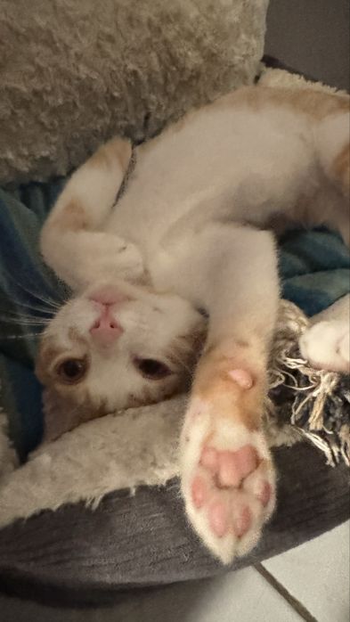 Gatinho para adoção