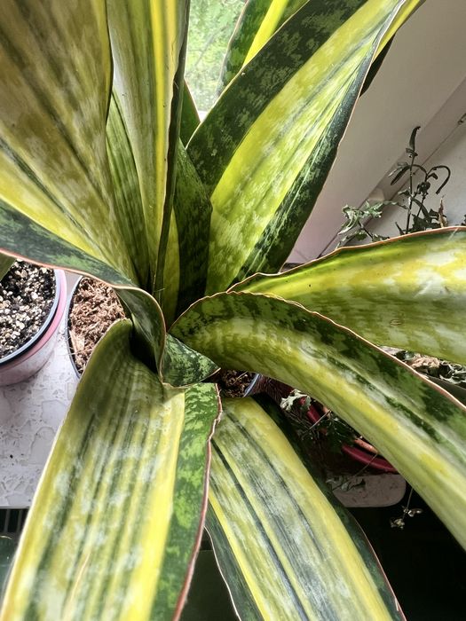 Sansevieria Candlelight