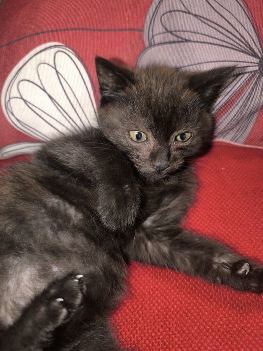 Кошенятко в добрі руки