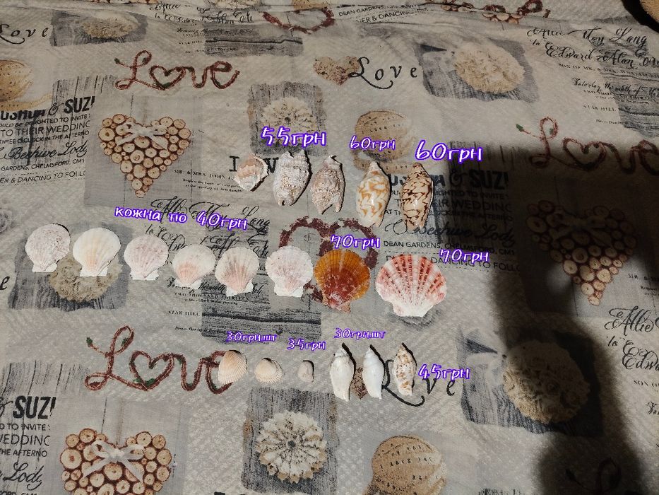 Морські ракушки колекція