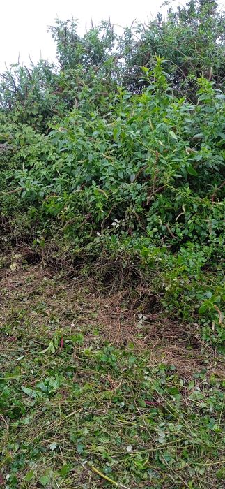 Serviço de limpeza de terrenos