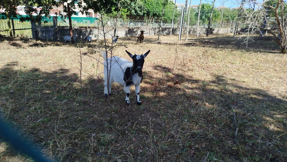 Cabrito anão preto e branco