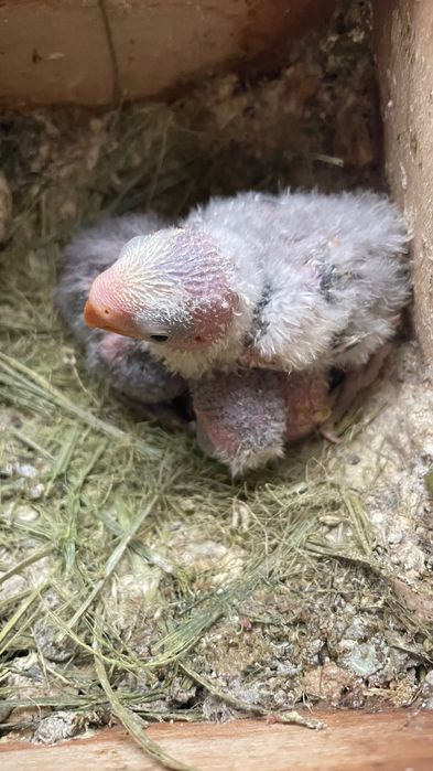 Agapornis roseicollis para criar a mão