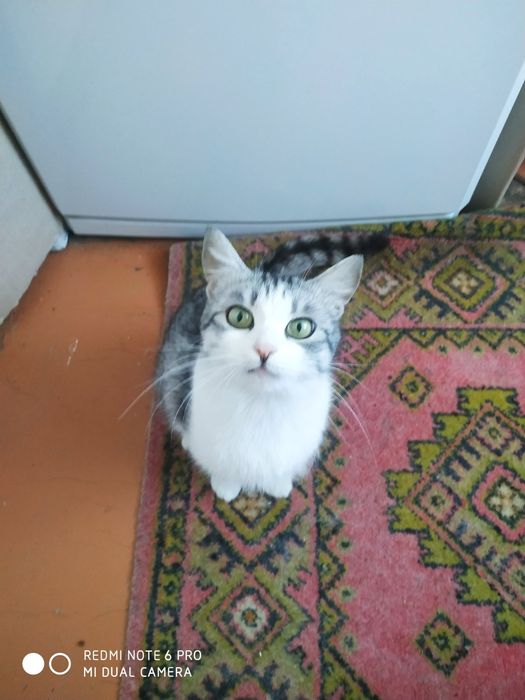 Котята ждут постодянный дом.