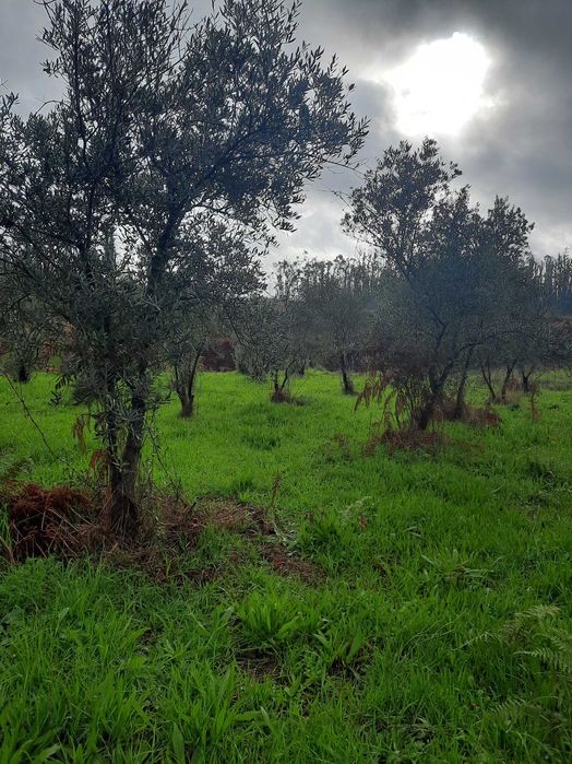 Árvores - Oliveiras