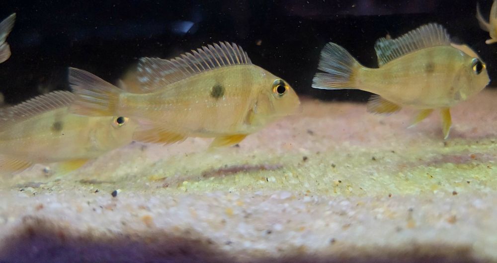 Ziemiojad Orange head tapajos