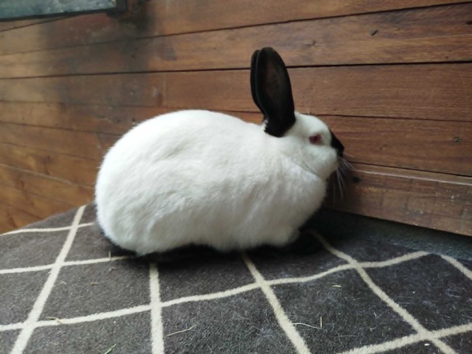 Trzy samice kalifornijskie czarne, 5 mies. rodowód, tatuaż, waga 3.5 kg