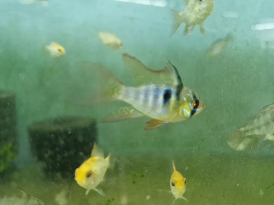 Ramirezi german long fin nacional