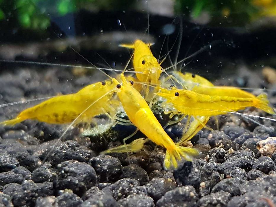 GB Krewetka Żółta - Yellow - dowóz ryb!