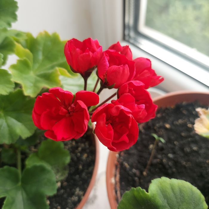 Пеларгония red rambler