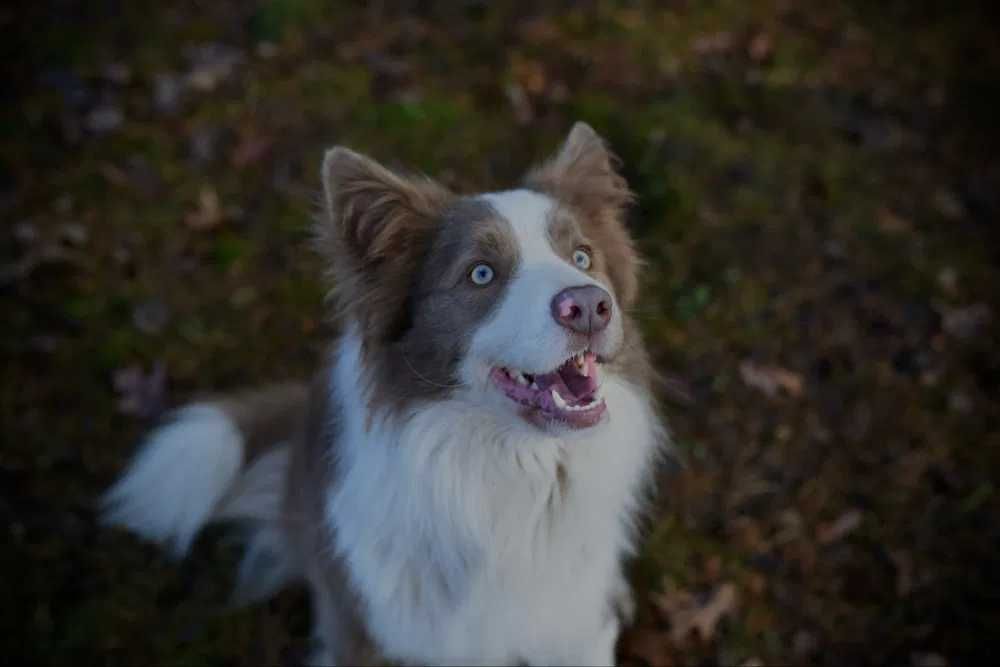 Border Collie blue&white niebieski piesek