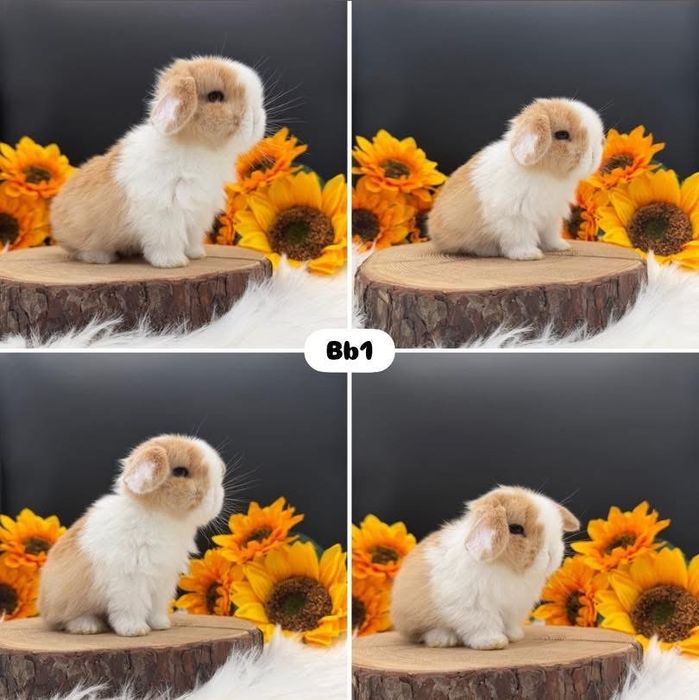 Króliki Mini Lop
